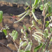 Taxillus courtallensis (Gamble) Danser